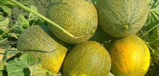 Description variety of melon Cinderella, its characteristics and yield
