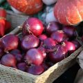 Beschreibung der Carmen-Zwiebelsorte, Merkmale des Anbaus und der Pflege