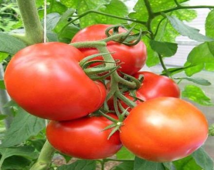 Опис сорте парадајза Купцхикха, његове предности и гајење