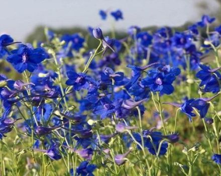 Å plante, vokse og ta vare på en flerårig delphinium i det åpne feltet