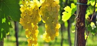 Beskrivning och egenskaper hos druvsorter från Chasselas, planterings- och vårdregler