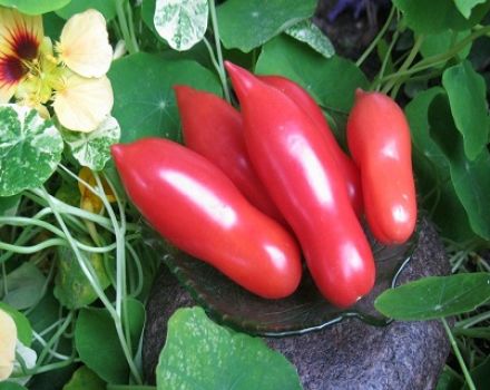 Eigenschaften und Beschreibung der Casanova-Tomatensorte, deren Ertrag