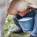 The composition and benefits of milk, what and how many vitamins and nutrients it contains