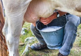 Die Zusammensetzung und die Vorteile von Milch, welche und wie viele Vitamine und Nährstoffe sie enthält