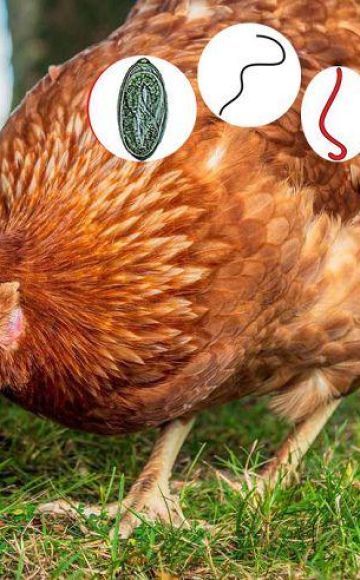 Symptoms of worms in chickens and treatment at home, prevention methods
