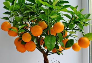 Πώς να μεγαλώσετε και να φροντίσετε μανταρίνια στο σπίτι