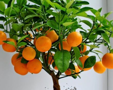 Πώς να μεγαλώσετε και να φροντίσετε μανταρίνια στο σπίτι