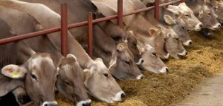 In welcher Region Russlands werden Fleisch- und Milchprodukte sowie Top-10-Rassen entwickelt?