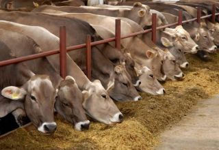 In welcher Region Russlands werden Fleisch- und Milchprodukte sowie Top-10-Rassen entwickelt?