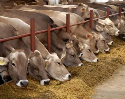 In welcher Region Russlands werden Fleisch- und Milchprodukte sowie Top-10-Rassen entwickelt?