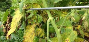 Behandlung und Vorbeugung von Fusarium Welke von Tomaten