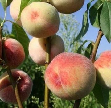 Descrição das melhores variedades de pêssego para a região de Moscou, plantio e cuidados em campo aberto