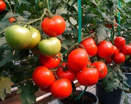 ماذا تعني الطماطم شبه المحددة ، أصناف البيوت الزجاجية والدفيئات
