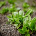 Como plantar bem a azeda e cuidar dela em campo aberto, como alimentá-la após o corte