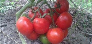 Descripción de la variedad de tomate Matthias, características de cultivo y cuidado.