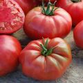 Eigenschaften und Beschreibung der Tomatensorte Sugar Elephant