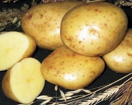 Popis odrůdy brambor Kolobok, vlastnosti pěstování a péče