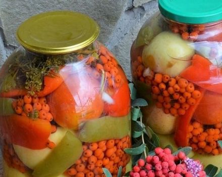 TOP 2 przepisy na marynowanie pomidorów z czarną i czerwoną jarzębiną na zimę