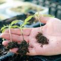Ką daryti, jei pomidorų daigais pasirodo juoda kojelė