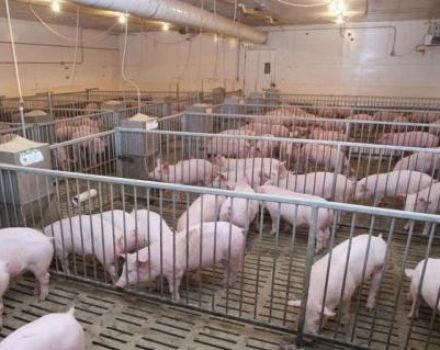 Ile świń można trzymać w osobistym gospodarstwie zależnym, normy i wymagania