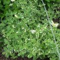 Descrição da variedade de hortelã de abacaxi variegata, características de plantio e cuidados