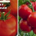 Опис сорте парадајза Атаман и његове карактеристике