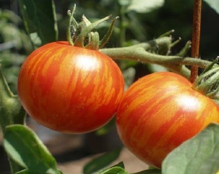 Mô tả về giống cà chua Tiger, đặc điểm của nó
