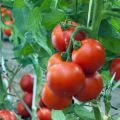 Характеристики и описание на сорта домат Марина Роща, неговият добив