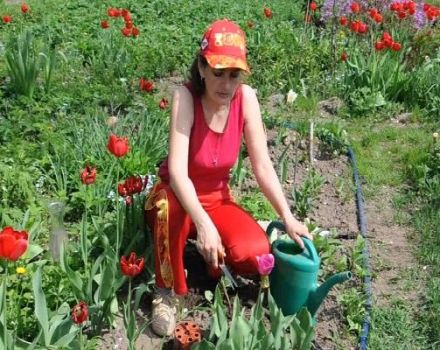 Ist es möglich, Tulpen im Frühjahr zu pflanzen, wann und wie der Eingriff durchzuführen ist?