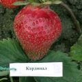 Описание и характеристики на сорта Кардинал ягоди, засаждане и грижи