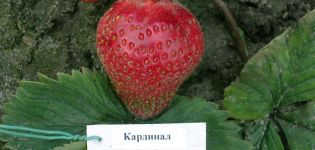 Опис и карактеристике сорте кардинале јагоде, садња и нега