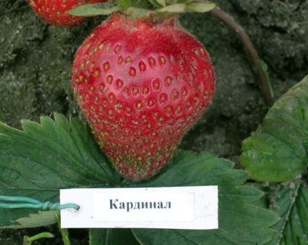 Περιγραφή και χαρακτηριστικά της ποικιλίας καρδινάλιας, φύτευσης και φροντίδας