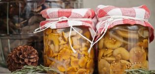 Einfache Schritt-für-Schritt-Rezepte zum Salzen von Pilzen zu Hause für den Winter in Gläsern