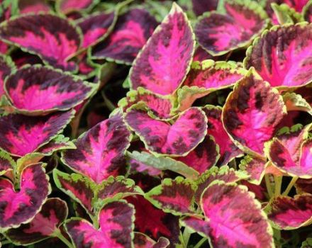 Coleus auf freiem Feld pflanzen und pflegen, Sortenbeschreibung und Fortpflanzung
