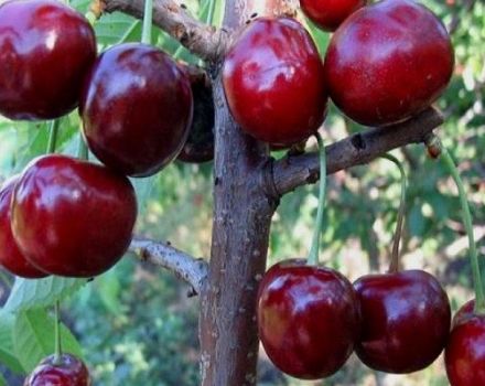 17 הזנים הטובים ביותר של דובדבנים מתוקים לאזור לנינגרד עם תיאור ומאפיינים