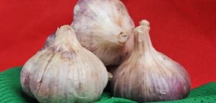 Beschreibung der Knoblauchsorte Polesie-Souvenir, Besonderheiten des Anbaus und der Pflege