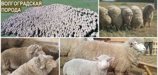 Characteristics of Volgograd sheep breed, pros and cons and breeding