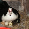 When at home ducks begin to lay and how many eggs are given per year