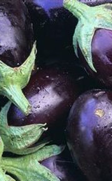 Ποιες ποικιλίες μελιτζάνας είναι καλύτερα να φυτέψετε και να μεγαλώσετε στην περιοχή της Μόσχας στο ανοιχτό χωράφι και τα θερμοκήπια