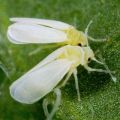 Wie man Weiße Fliege auf Gurken in einem Gewächshaus loswird, wie man sie verarbeitet?