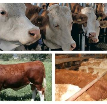 Step-by-step description of feeding calves from 0 to 6 months at home