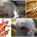 Tratamiento de piojos en cabras con medicamentos y remedios caseros en casa.