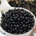 How to keep fresh black and red currants