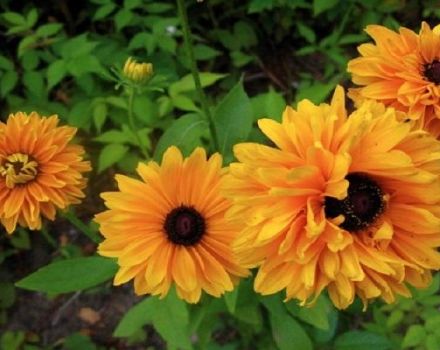 Description of varieties of perennial rudbeckia, planting and care in the open field