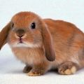 Dekorativní králíci smrdí doma a důvody pachu