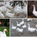Beschreibung und Merkmale der Gänse des Gouverneurs, deren Fütterung und Pflege