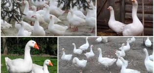 Gubernatoriaus veislės žąsų aprašymas ir savybės, jų šėrimas ir priežiūra