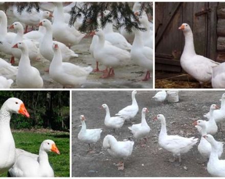 Valinin cins kazlarının tanımı ve özellikleri, beslenmesi ve bakımı