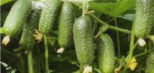 Descrição da variedade de pepino Kibriya, características de cultivo