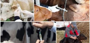 Σχέδιο και πρόγραμμα εμβολιασμού βοοειδών από τη γέννηση, ποιοι εμβολιασμοί χορηγούνται στα ζώα